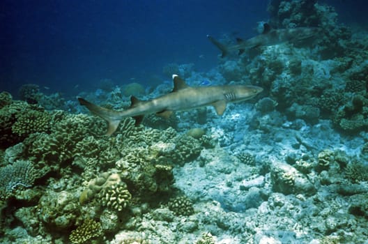 Whitetip reef shark
