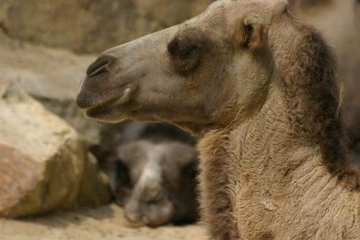 Bactrian camels