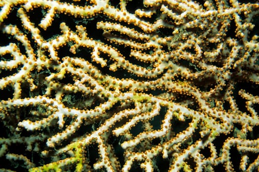 Fan coral