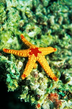 Pearl starfish