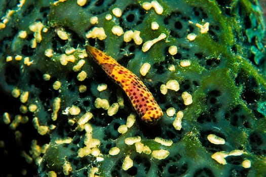 Here you can see the severed arm of a starfish on a hard coral. A completely new five-armed animal is formed from this arm. And the star that has lost this arm also forms a new arm.