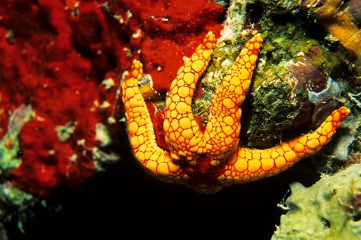 Pearl starfish