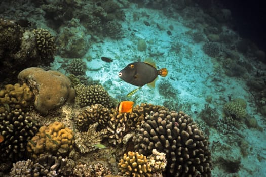 Triggerfish