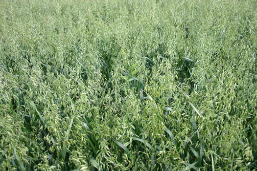 oat field