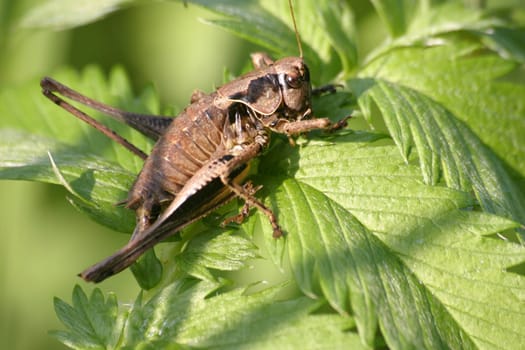 Uncamouflaged