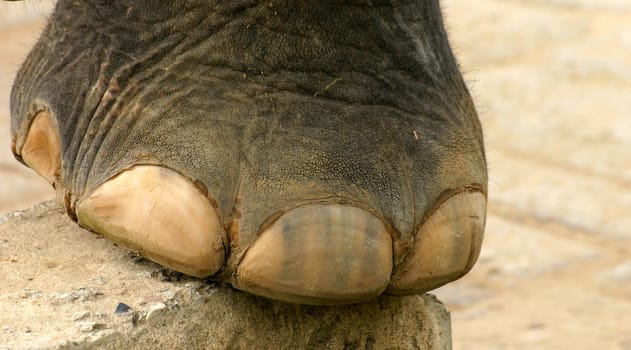 Pedicure please