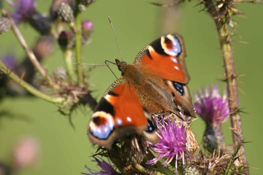 Peacock