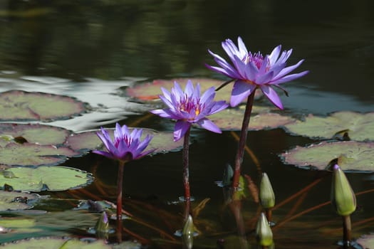 or the water lily organ pipes