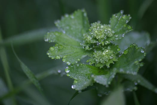 Droplet Plant
