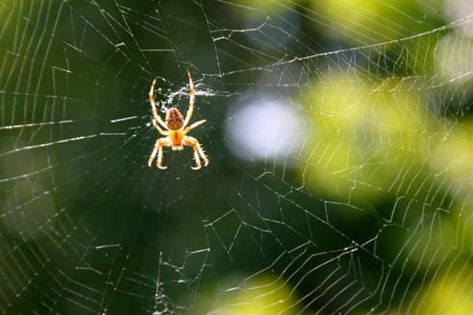 Cross spider