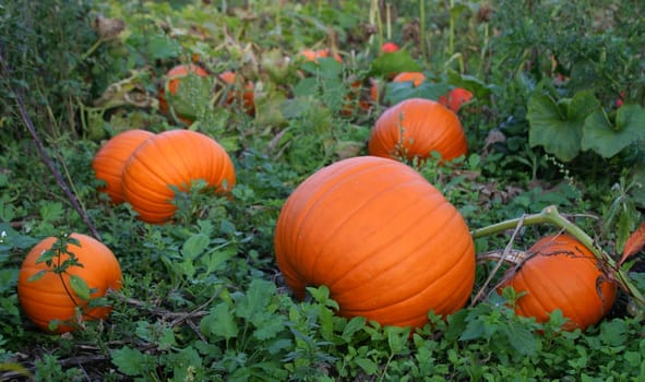 Gourds