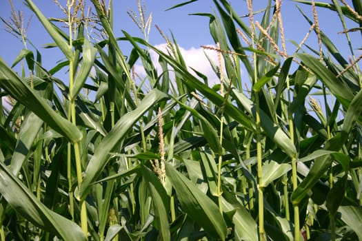 Cornfield