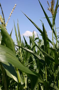 Fodder maize