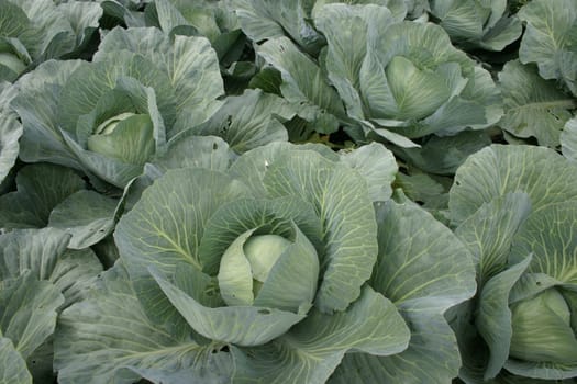 Cabbage cultivation