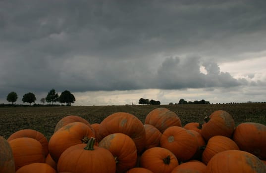 Autumn fruits