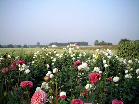 Dahlia field (lat. dahlia) on the A1