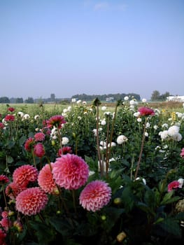Dahlia field (lat. dahlia) on the A1