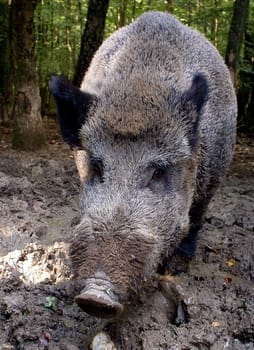 A 280-kilo wild boar in the wildlife park of Wiehl (about 40km from Cologne). I would like to thank Mr. Barf from the Wiehl Wildlife Park for all the information and for letting me get so close to the animal.