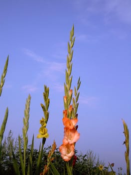 Gladiolus (lat. Gladiolus) Sword flower