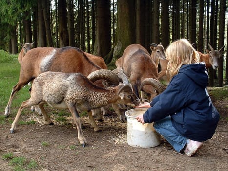 The mouflon is the western and smallest subspecies of the wild sheep. NOT to be confused with the dangerous and inhuman domestic sheep -)) The mouflon was originally only found in Corsica and Sardinia,but is now widespread in numerous countries.