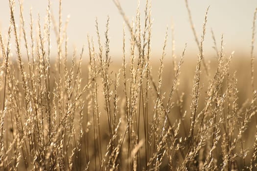 Grasses in the backlight