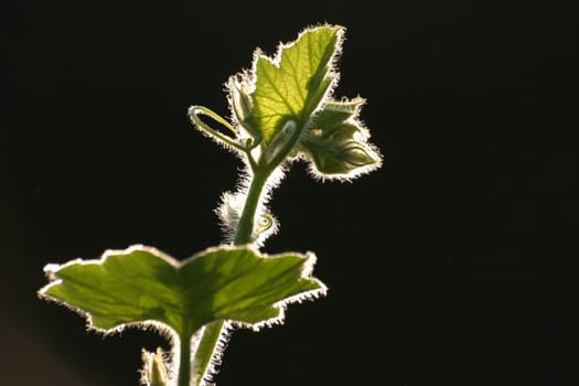 Pumpkin tendril