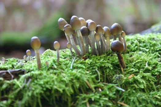 Mushroom Assembly