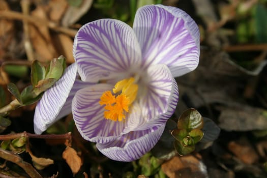 Crocus