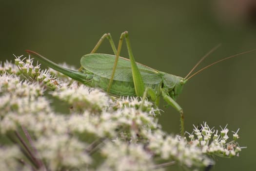 Green hayhorse