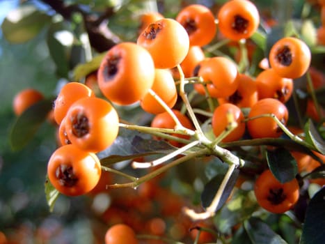 The berries are often eaten by birds,and with their droppings the seeds are widely spread. Although they are non-toxic to humans,they are inedible when raw. They contain a lot of vitamin C (up to 100 mg per 100 grams of berries),provitamin A and sorbitol