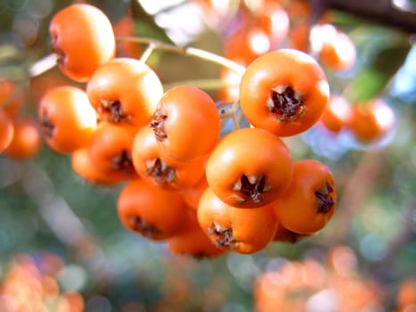 The berries are often eaten by birds,and with their droppings the seeds are widely spread. Although they are non-toxic to humans,they are inedible when raw. They contain a lot of vitamin C (up to 100 mg per 100 grams of berries),provitamin A and sorbitol
