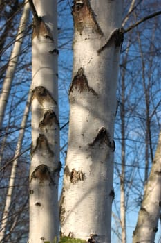 Birch trunks 01