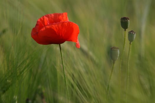 Poppy 1