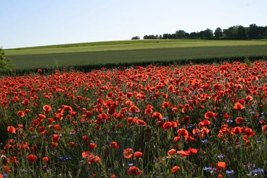 Poppy field