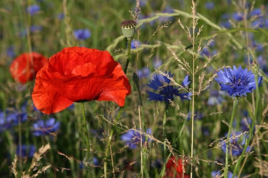 Poppy with cornflowers