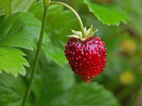 sweet fruit