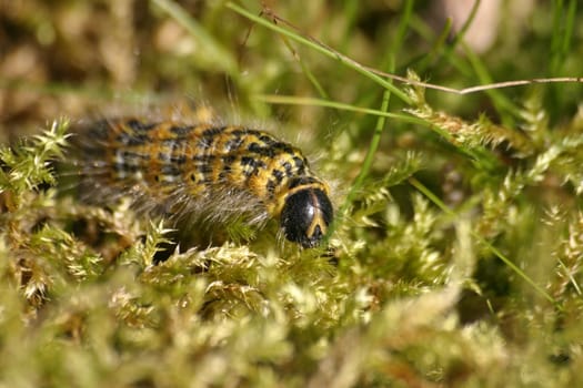 Moonbird Caterpillar 2