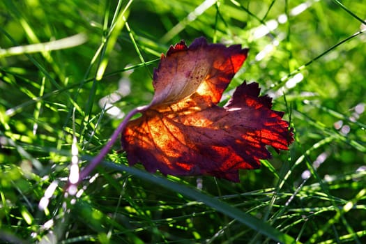 Autumnal(t)