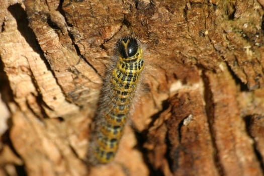 Moonbird caterpillar 5