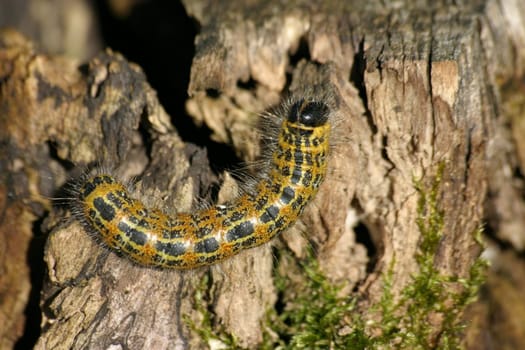 Moonbird Caterpillar 3