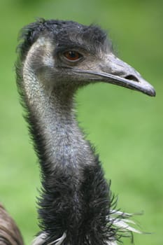 Emu Portrait