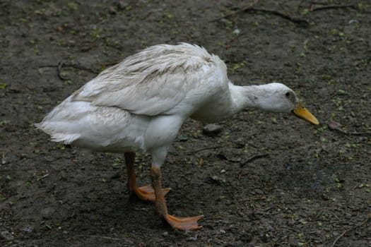 Dirt Duck