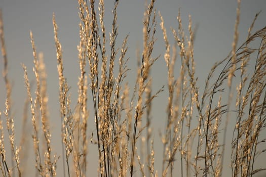 Golden grass