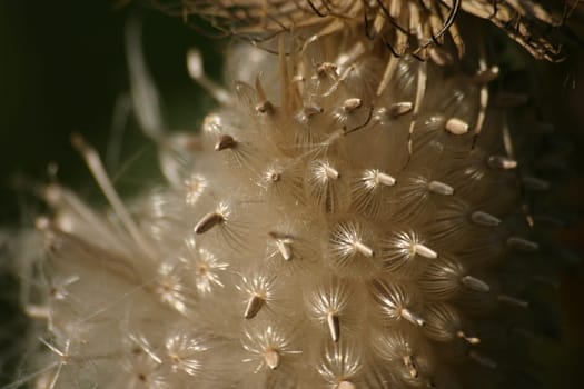 Seed Macro