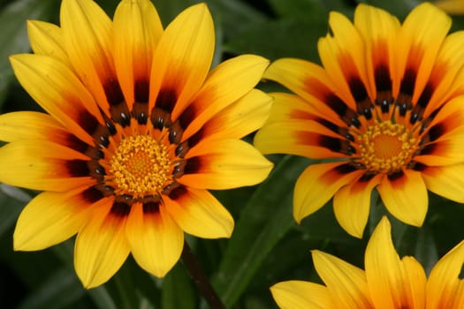 Yellow flowers