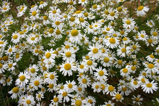 Chamomile meadow