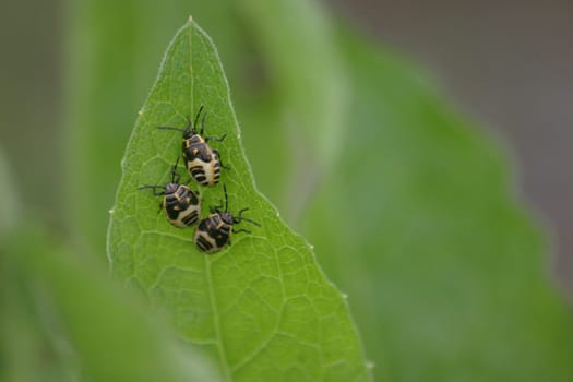 Unfortunately I don't know the name of these creepy-crawlies - maybe one of you can fill my educational gap?!