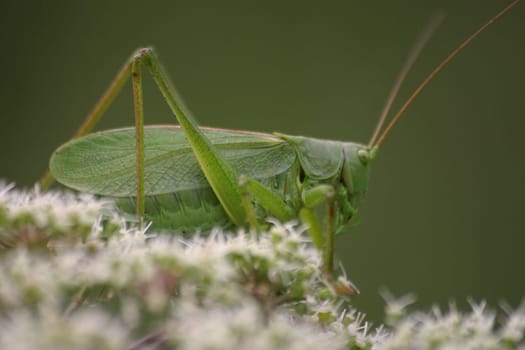 Green Bouncer