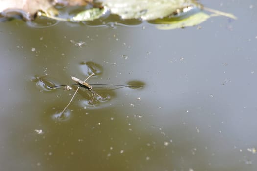 Aquatic insect