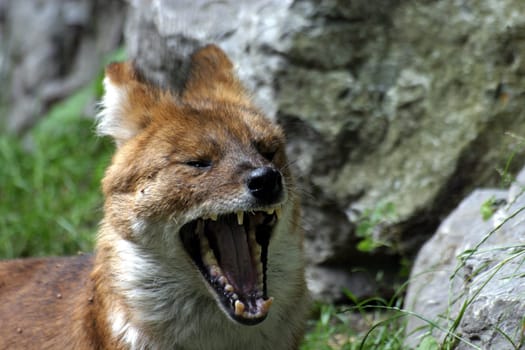 Dhole
